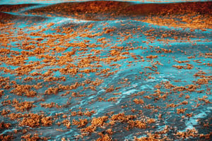 Sargassum floating on sea